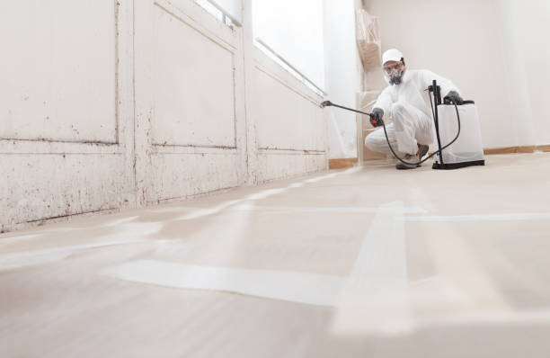 Black mold remediation team in Williamsburg